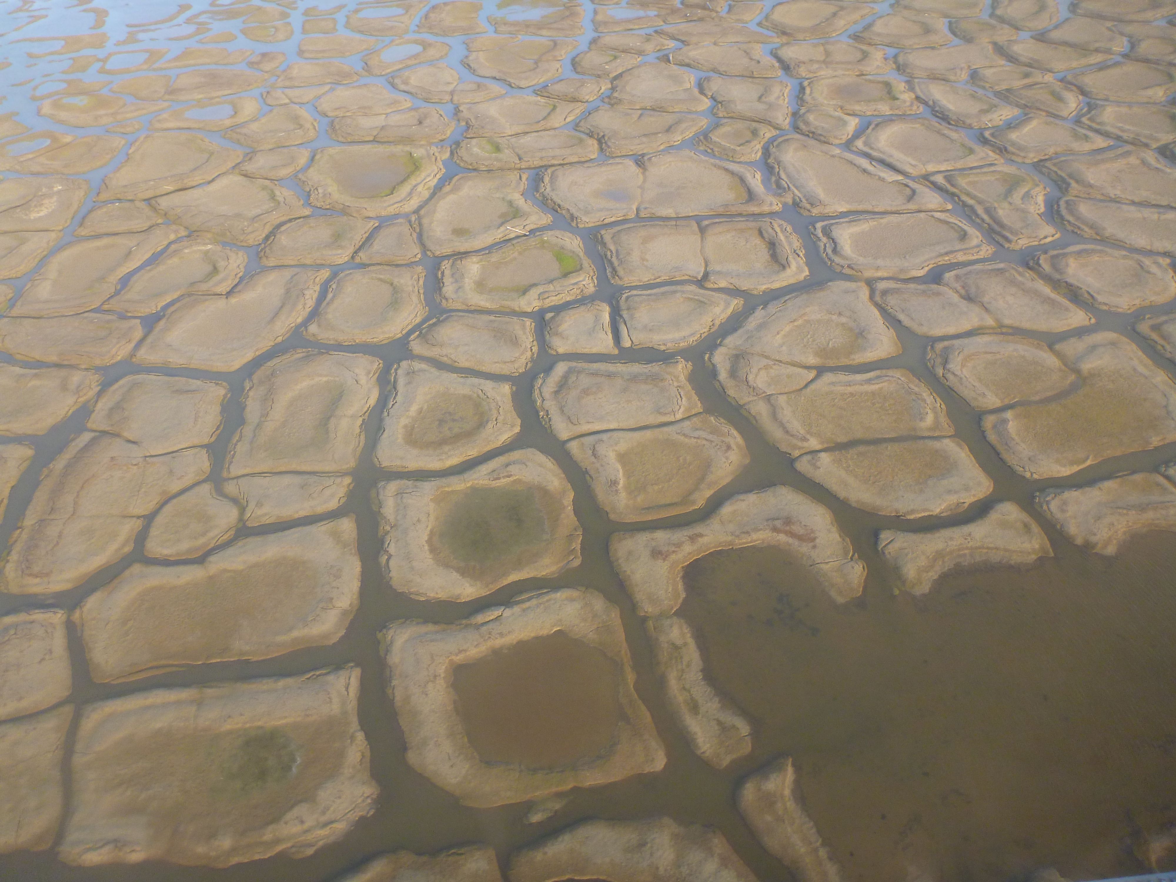 Aerial view of degrading ice wedges on the Ikpikpuk River Delta, Alaska, showing a network of polygonal patterns on the Arctic tundra with thermokarst troughs