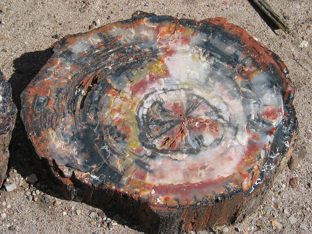 A polished cross-section of petrified wood showing preserved cellular structure replaced by colourful silica minerals