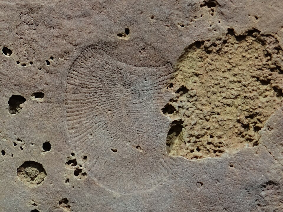 Fossil impression of Dickinsonia, an Ediacaran organism from the Flinders Ranges, South Australia