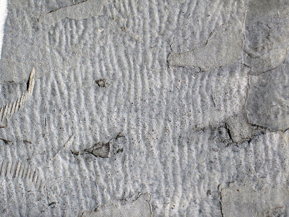 Ripple marks preserved in Upper Paleozoic sandstone from a quarry near Crossville, Tennessee
