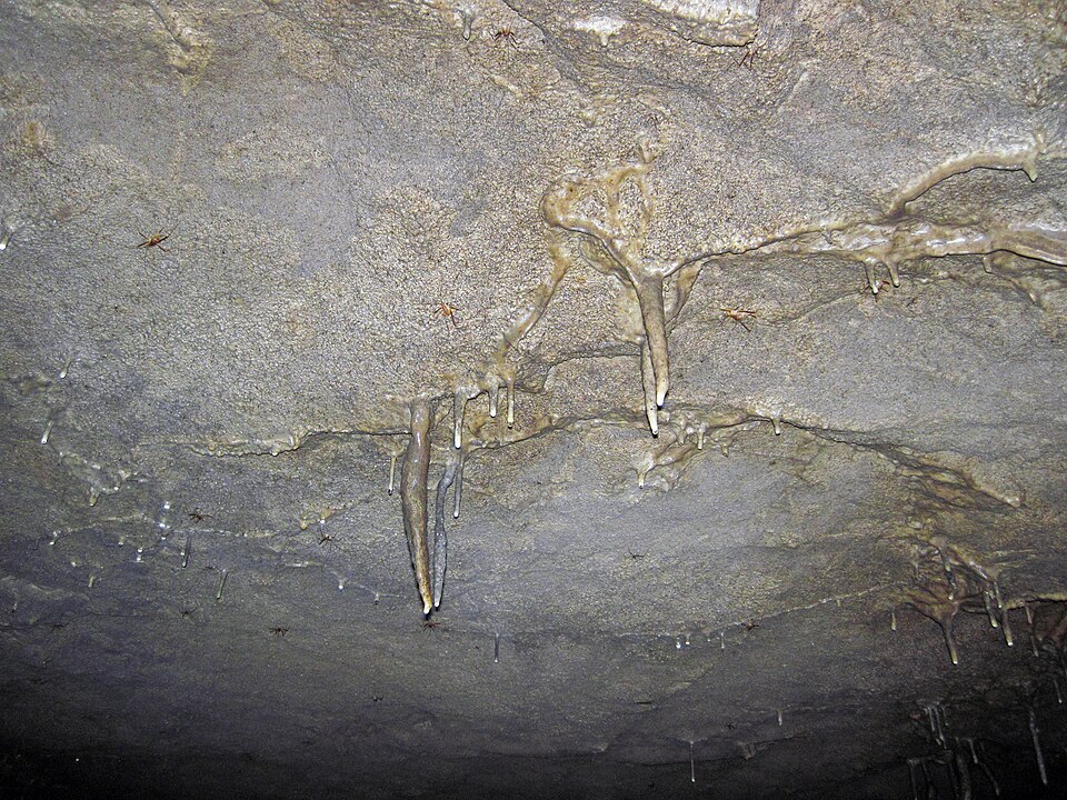 Travertine dripstone formations (speleothems) in Violet City, Mammoth Cave, Kentucky