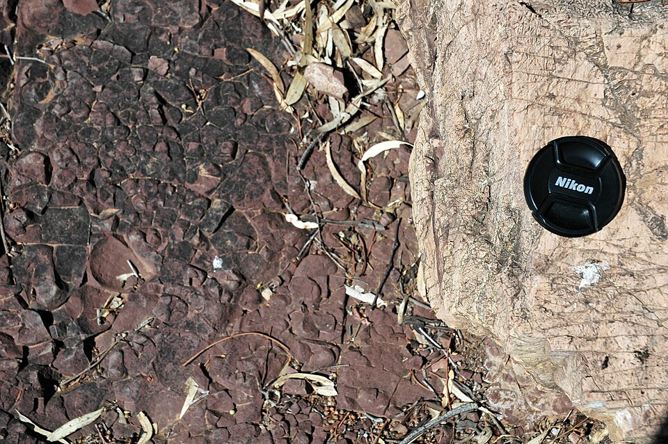 Outcrop showing the Cryogenian-Ediacaran boundary at Enorama Creek, South Australia, with the Nuccaleena cap carbonate Formation overlying the Elatina glacial Formation