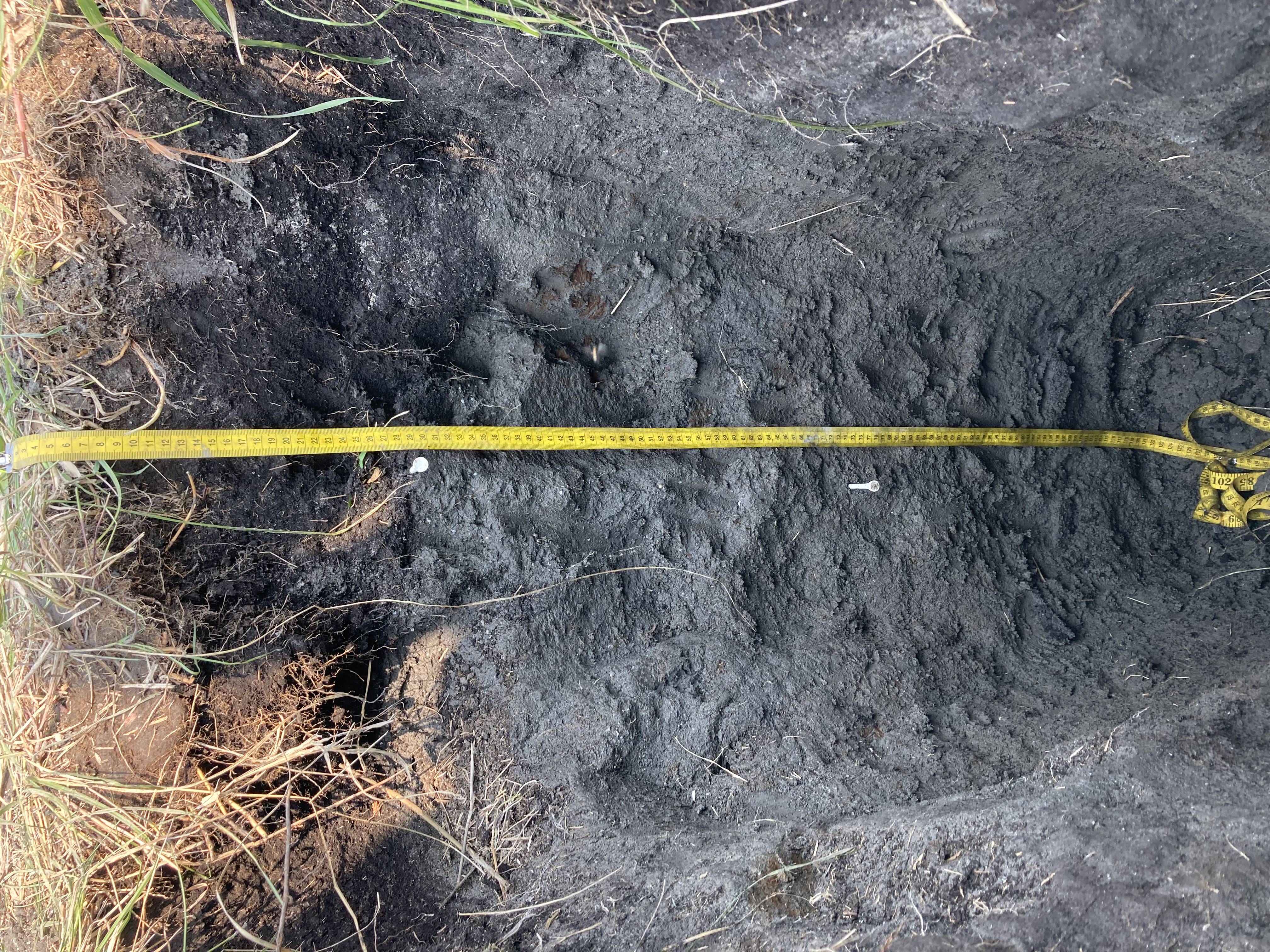A soil profile showing distinct O, A, B, and C horizons from surface to bedrock