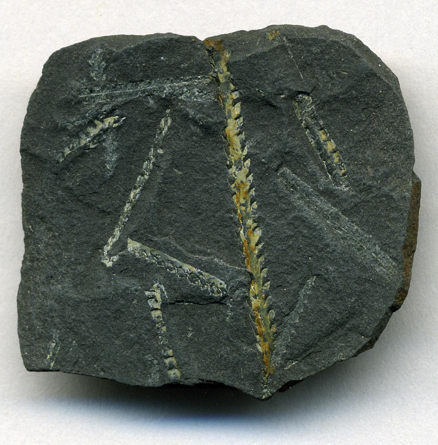 Graptolite fossils (Climacograptus wilsoni) preserved in dark shale from Dob's Linn, Scotland