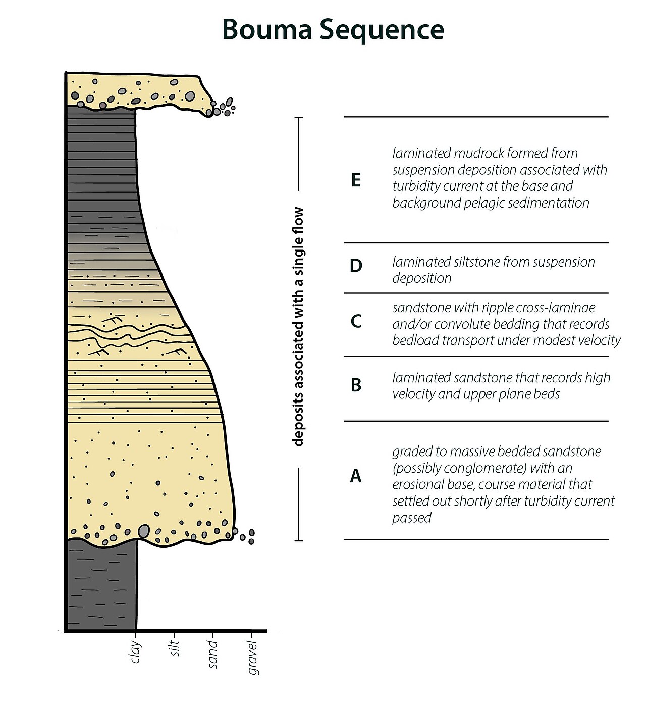 A turbidite sequence in outcrop showing the characteristic graded bedding from coarse to fine sediment