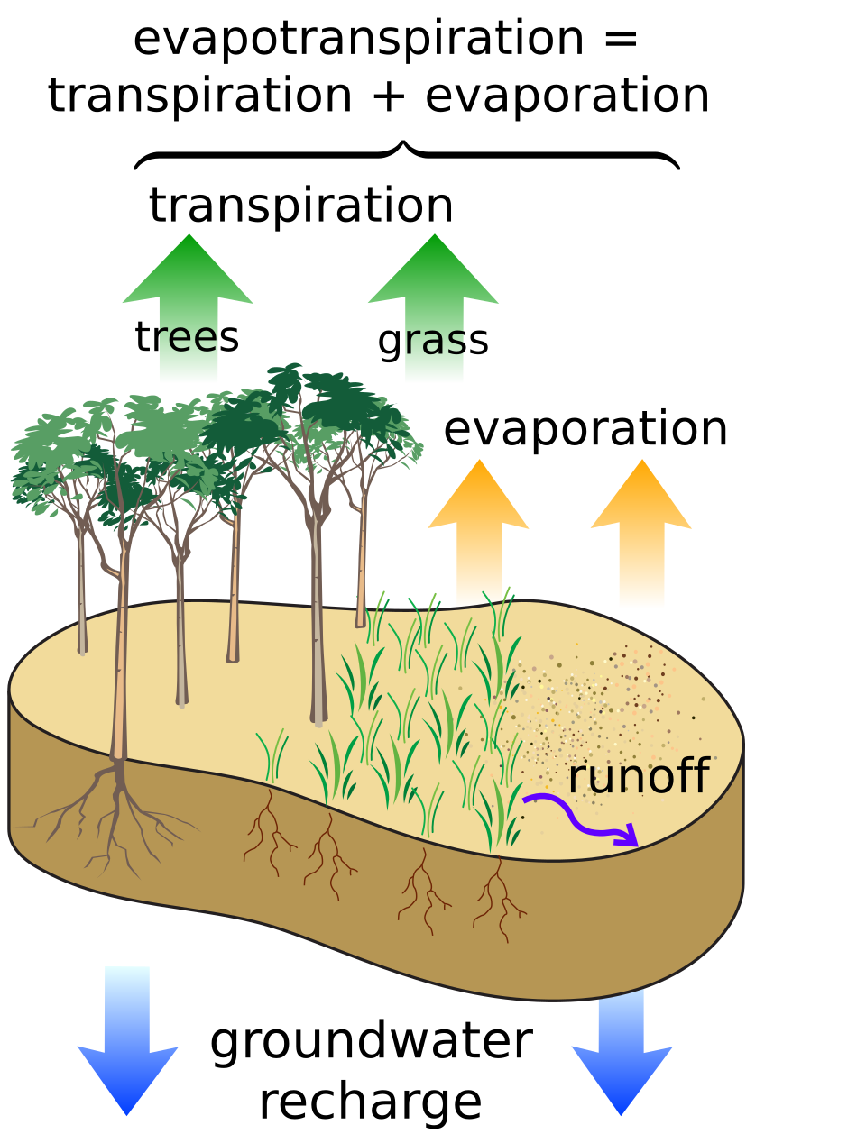 Diagram of the near-surface water cycle showing evapotranspiration, precipitation, runoff, infiltration, and groundwater recharge processes