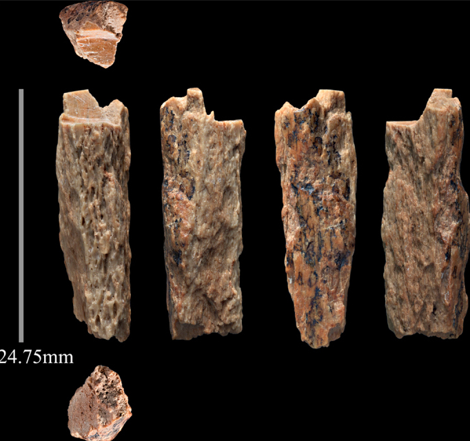 The 2 cm bone fragment (Denisova 11) found in Denisova Cave, Siberia, later identified as the offspring of a Neanderthal mother and Denisovan father