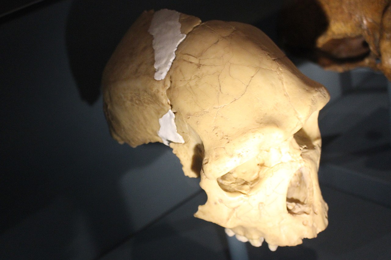 Skull of an archaic hominin species from the Middle Pleistocene