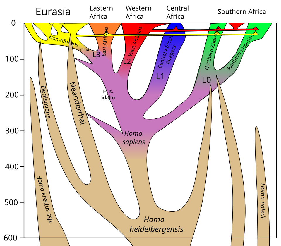 Simplified phylogenetic diagram showing the relationships and admixture events among Homo sapiens, Neanderthals, Denisovans, and African lineages over the past 600,000 years