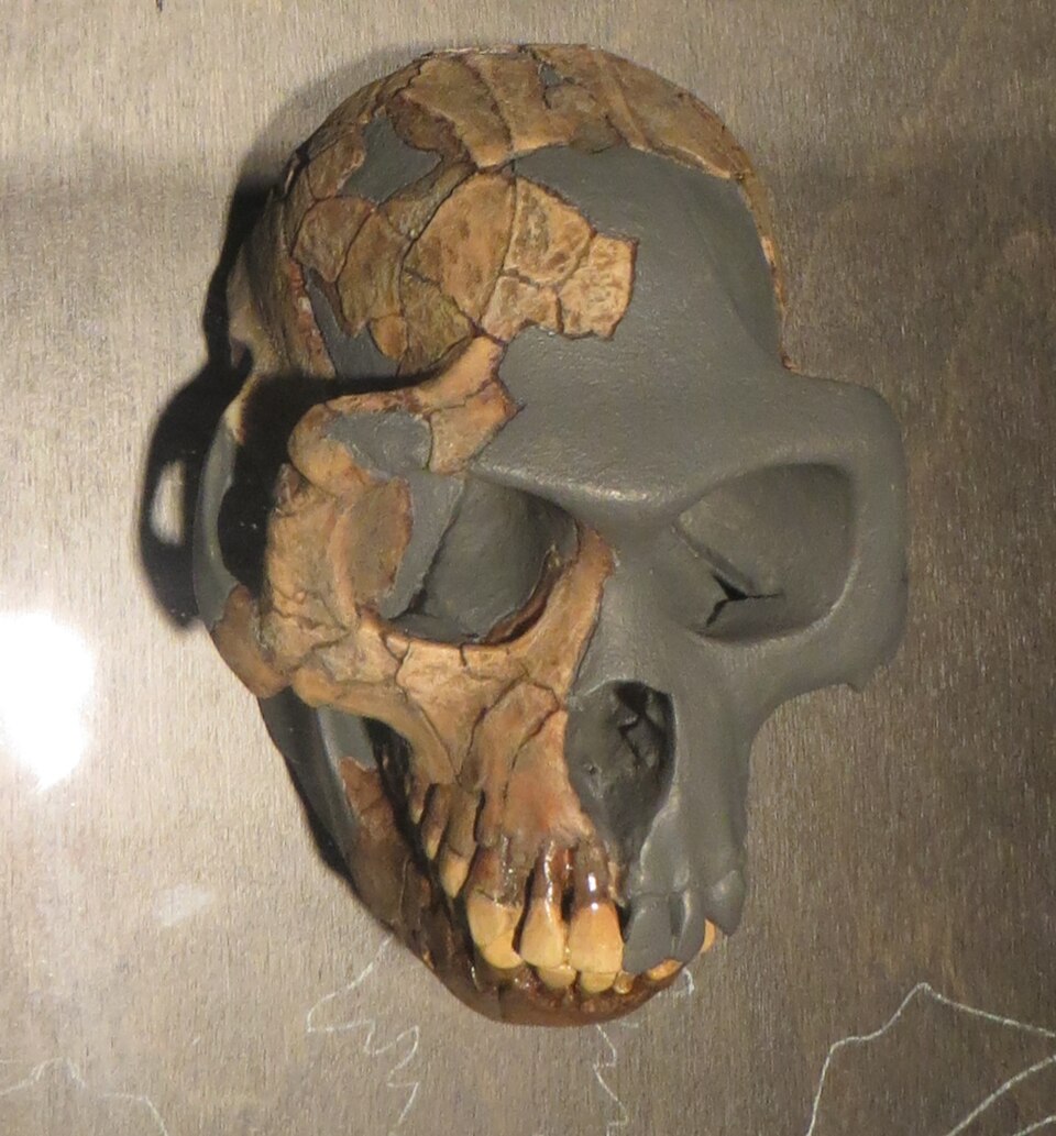 Cast of an Ardipithecus ramidus skull on display at the Royal Belgian Institute of Natural Sciences in Brussels