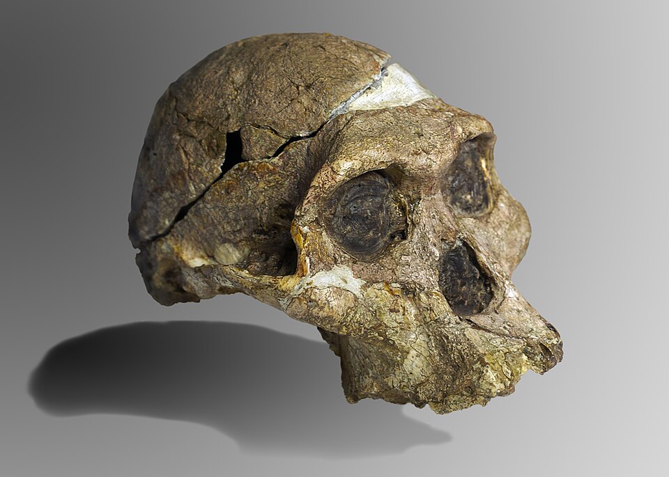The original skull of Mrs. Ples (Sts 5), a 2.1-million-year-old Australopithecus africanus specimen from Sterkfontein, South Africa
