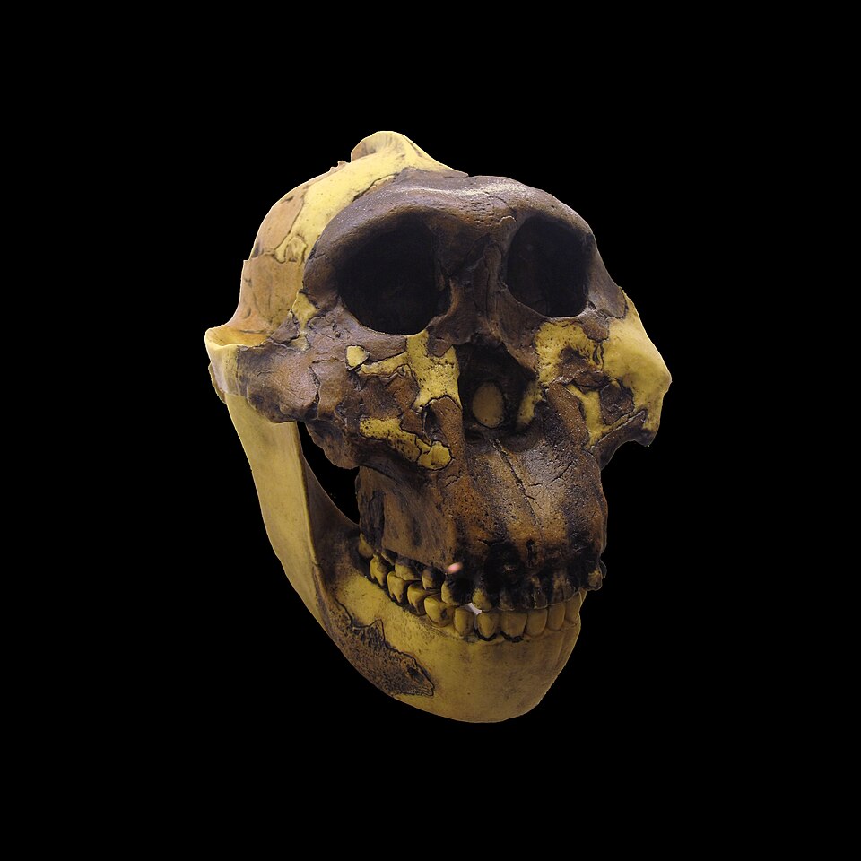 Cast of a Paranthropus boisei skull showing the massive jaws, broad face, and sagittal crest characteristic of the robust australopithecines