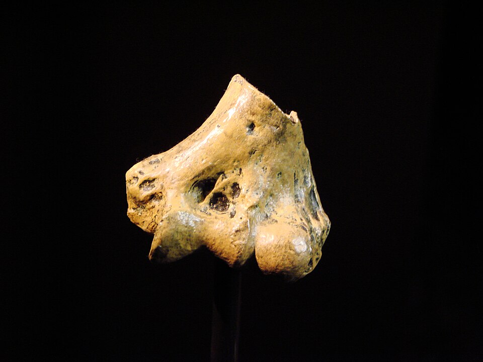 The distal humerus KNM-KP 271 of Australopithecus anamensis from Kanapoi, Kenya, on display at the University of Zurich anthropology museum