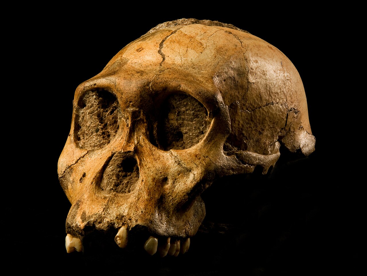 Skull of Australopithecus sediba from Malapa, South Africa