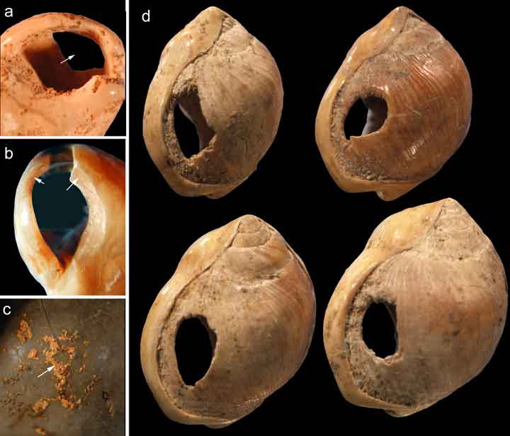 Photograph of perforated Nassarius kraussianus shells used as beads from Blombos Cave.