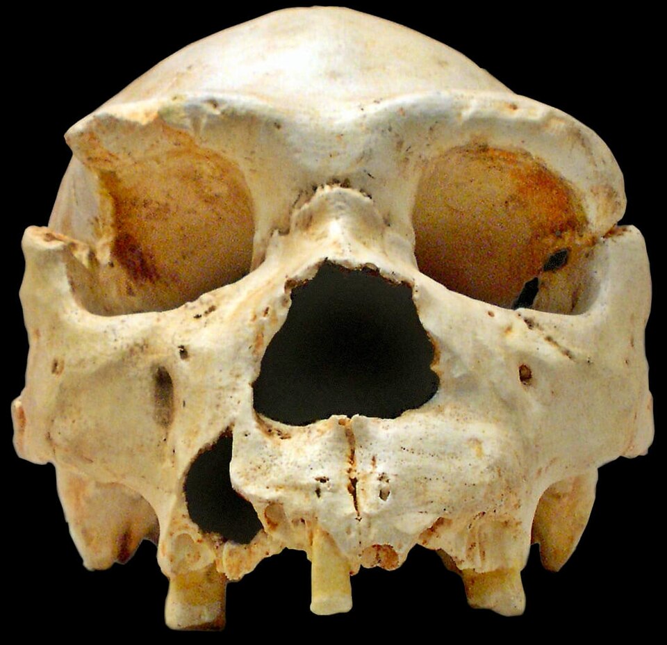 Cranium 5 from the Sima de los Huesos site at Atapuerca, Spain, one of the most complete Homo heidelbergensis skulls recovered from approximately 430,000 years ago