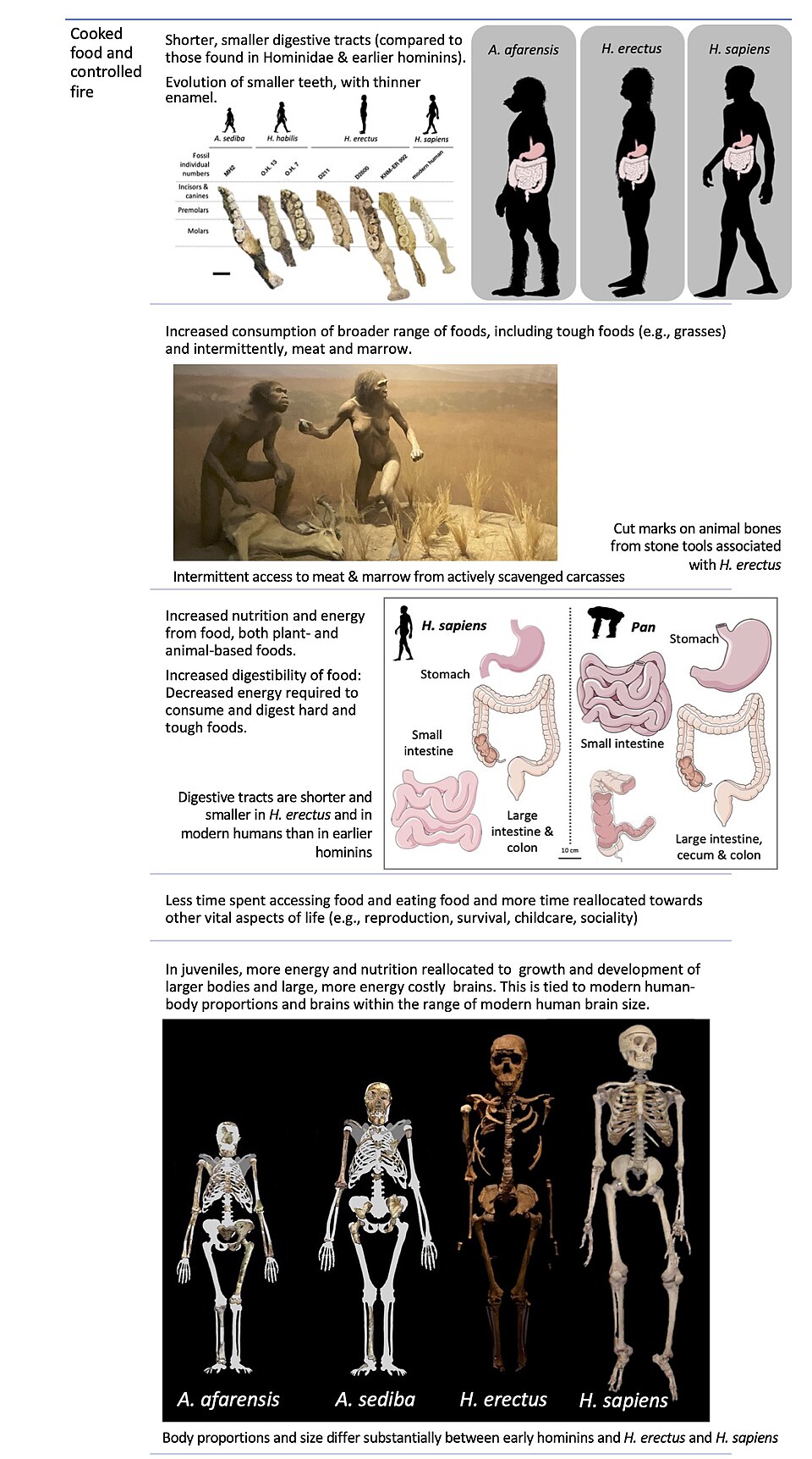 Comparative illustration of digestive system proportions, brain size, and body form across Homo sapiens, Homo erectus, and Australopithecus afarensis