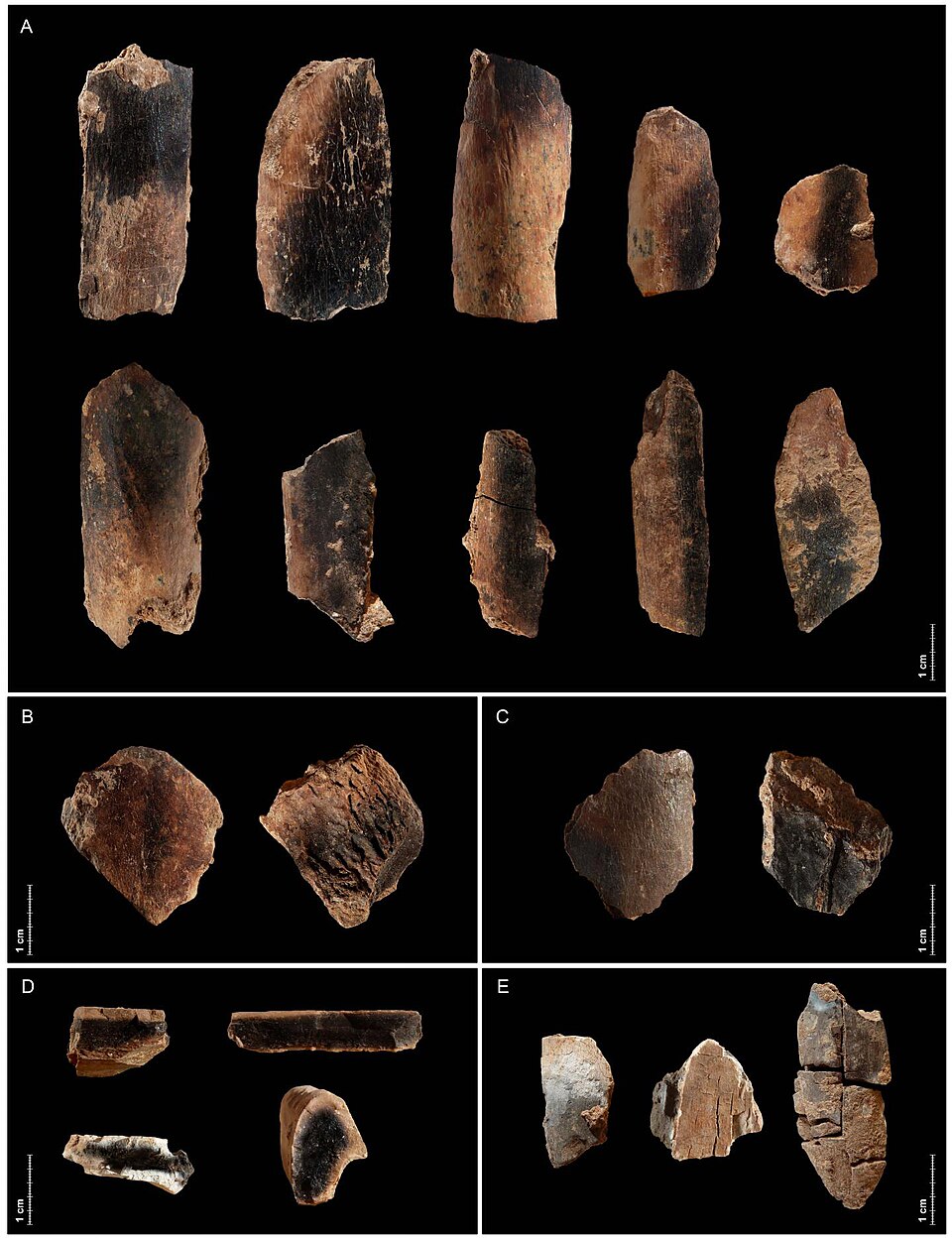 Burned animal bones from Qesem Cave, Israel, evidence of habitual fire use approximately 300,000 years ago