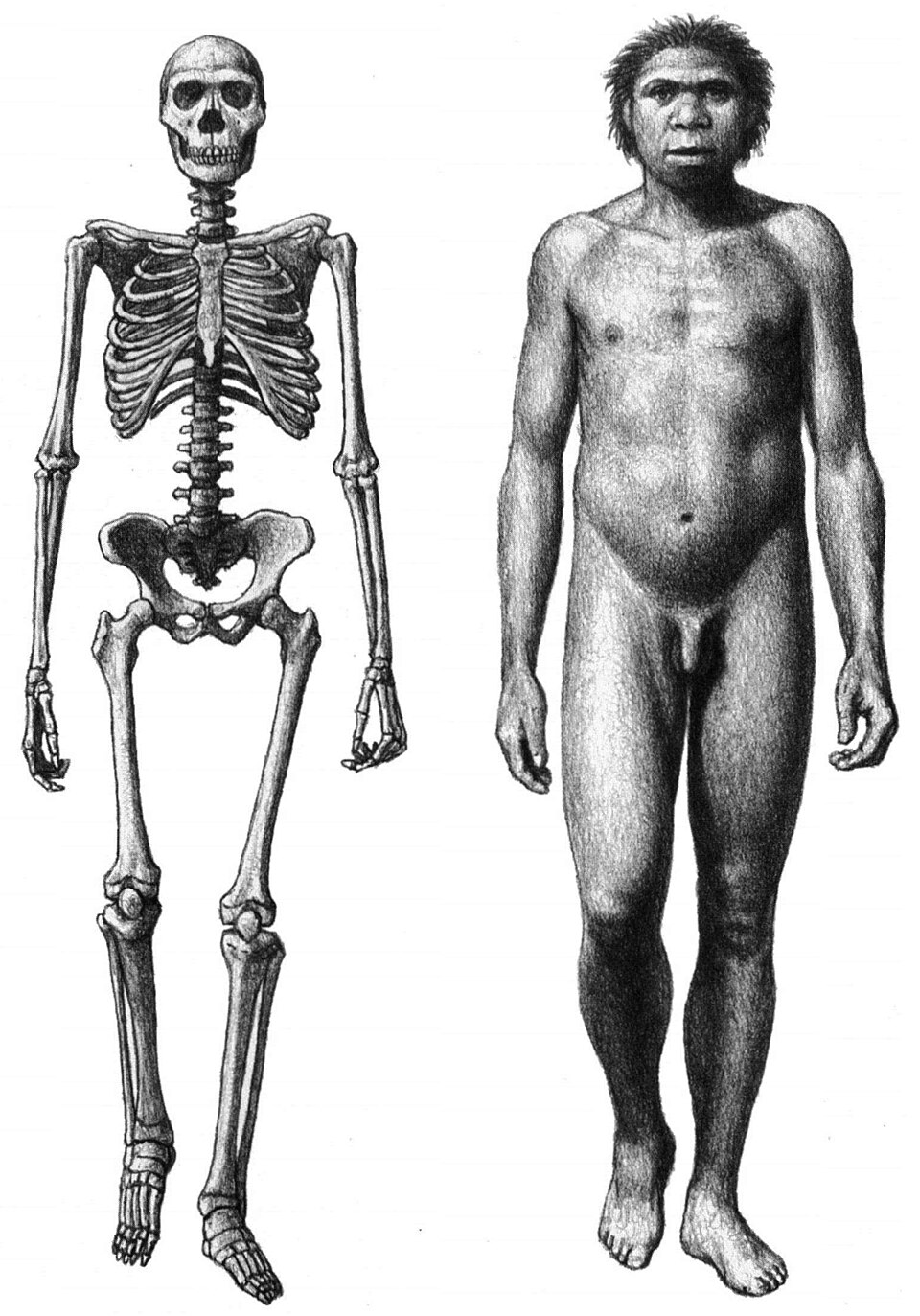 Skeleton and life reconstruction of the Homo erectus Turkana Boy from Nariokotome, whose anatomy is central to the cooking hypothesis