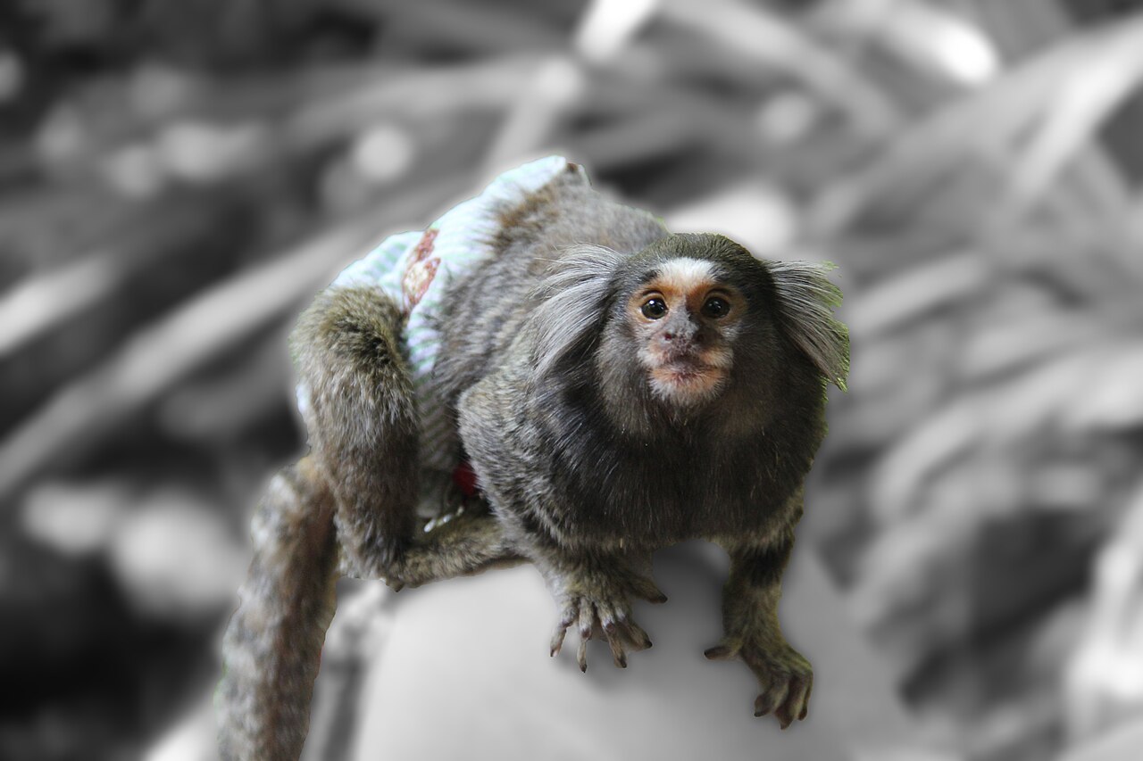 A common marmoset carrying an infant, illustrating cooperative breeding in which non-mothers help raise offspring