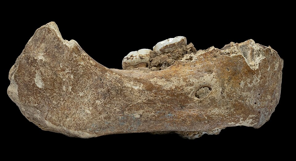 Lateral view of the Xiahe mandible showing two attached molars, the first confirmed Denisovan fossil found outside Denisova Cave