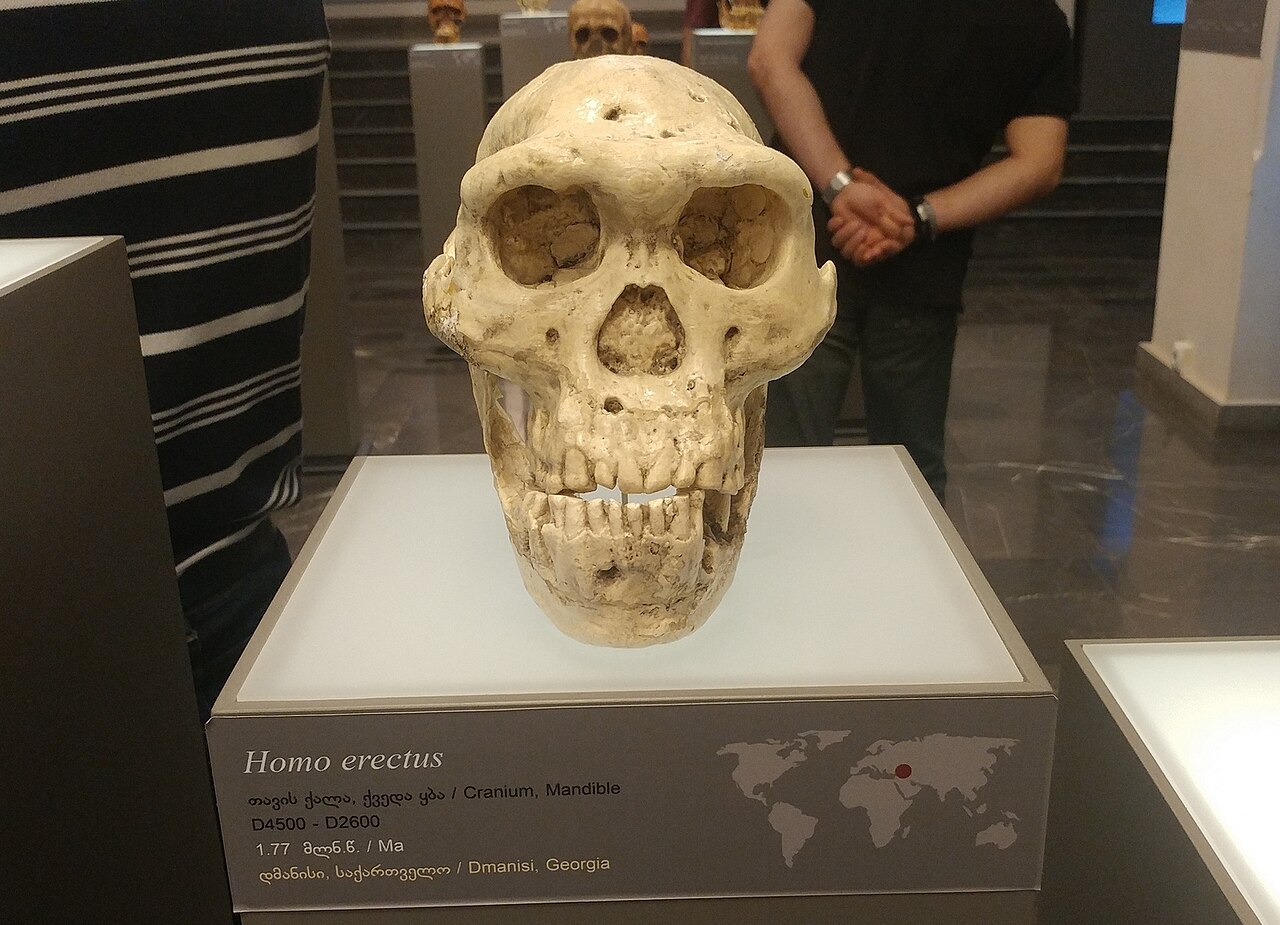 Hominin skull from Dmanisi, Georgia, one of the earliest hominins found outside Africa