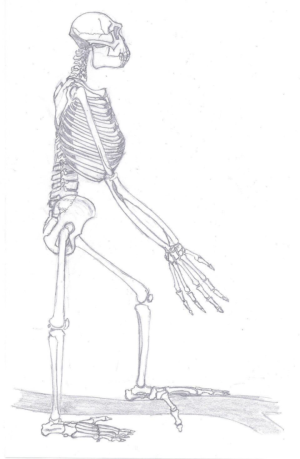 Reconstructed skeleton of Ardipithecus ramidus showing the mosaic of bipedal and arboreal features
