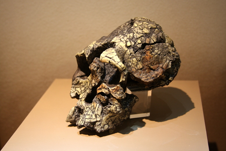 Museum model of the Kenyanthropus platyops skull (KNM-WT 40000), dated to approximately 3.5 million years ago, showing the characteristically flat face