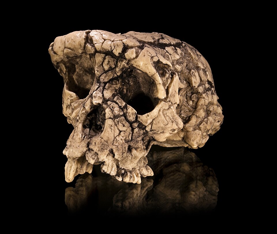 Cast of the Sahelanthropus tchadensis holotype cranium TM 266-01-060-1 (Toumai), the oldest known potential hominin at approximately 7 million years ago from Chad