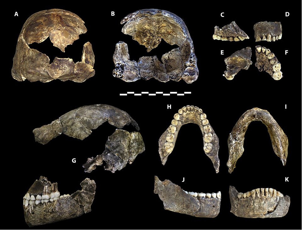 Holotype specimen of Homo naledi (DH1) showing the cranium, maxilla, and mandible from multiple views
