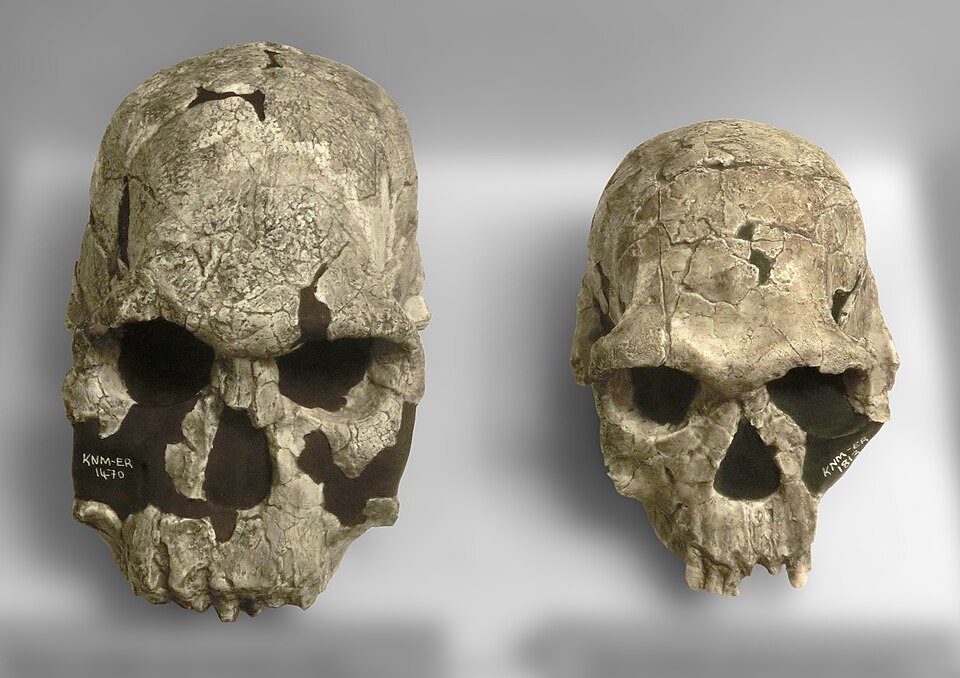 Museum casts of the KNM-ER 1470 Homo rudolfensis skull (left) and KNM-ER 1813 Homo habilis skull (right) at Göteborgs Naturhistoriska Museum