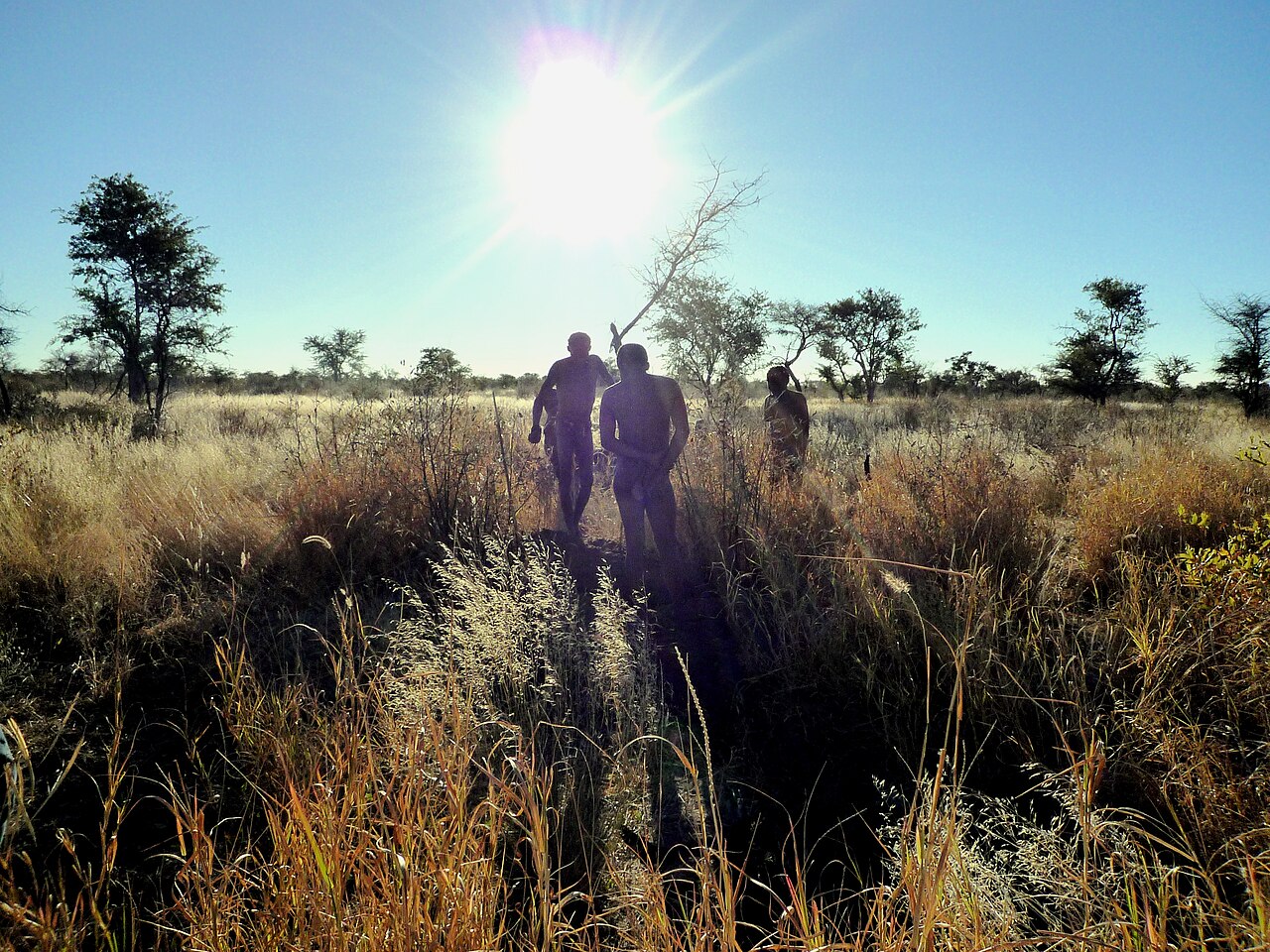 San hunters in the Kalahari, whose persistence hunting illustrates the endurance-running abilities unique to humans