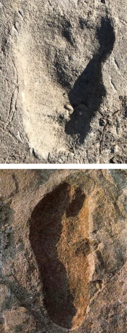 Hominin footprint from Laetoli Site A (top) alongside an Australopithecus afarensis footprint from Laetoli Site G (bottom), dated to approximately 3.66 million years ago