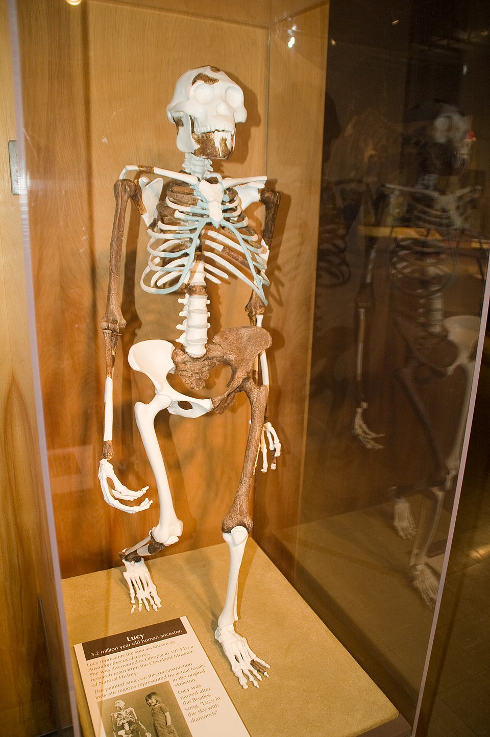 Cast of the Lucy skeleton (AL 288-1), Australopithecus afarensis, showing the angled femur and short, broad pelvis characteristic of bipedal locomotion