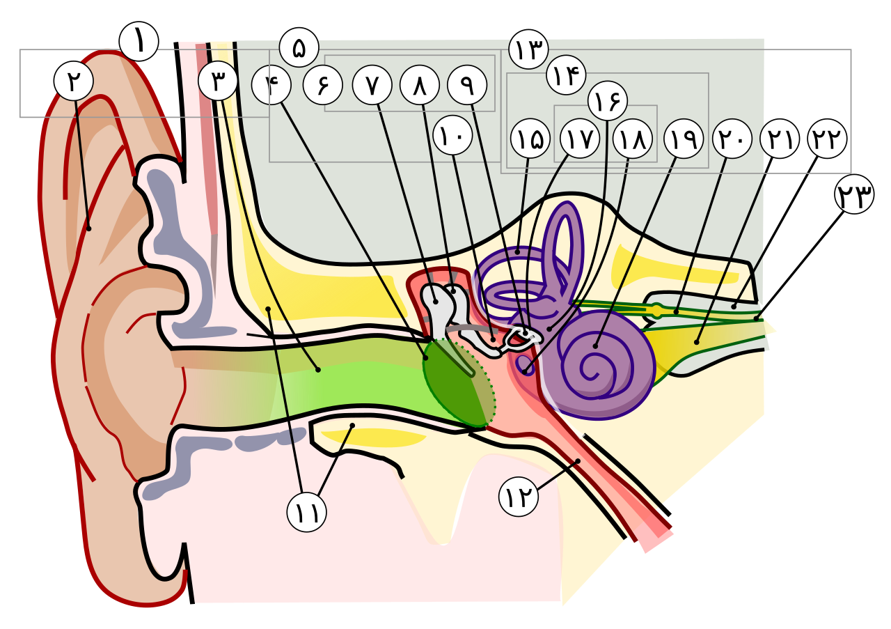Anatomical diagram of the human ear showing outer, middle, and inner ear structures