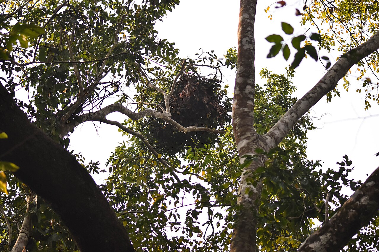 A chimpanzee sleeping nest in the forest canopy, illustrating the arboreal sleep pattern ancestral to human ground sleeping
