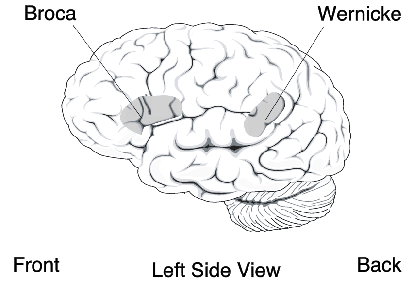 Diagram of the left hemisphere of the human brain showing the locations of Broca's area and Wernicke's area, the two classical cortical language regions