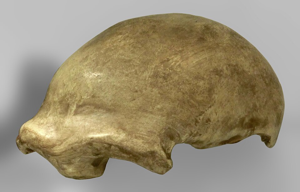 Cast of the Neanderthal 1 (Feldhofer 1) skullcap, whose hyoid bone and FOXP2 gene variant inform debates about language evolution