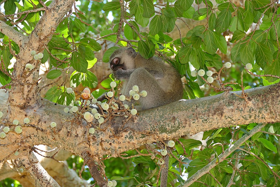 A vervet monkey (Chlorocebus pygerythrus) at Letaba Camp, Kruger National Park, South Africa, the species whose functionally referential alarm calls were studied by Seyfarth and Cheney