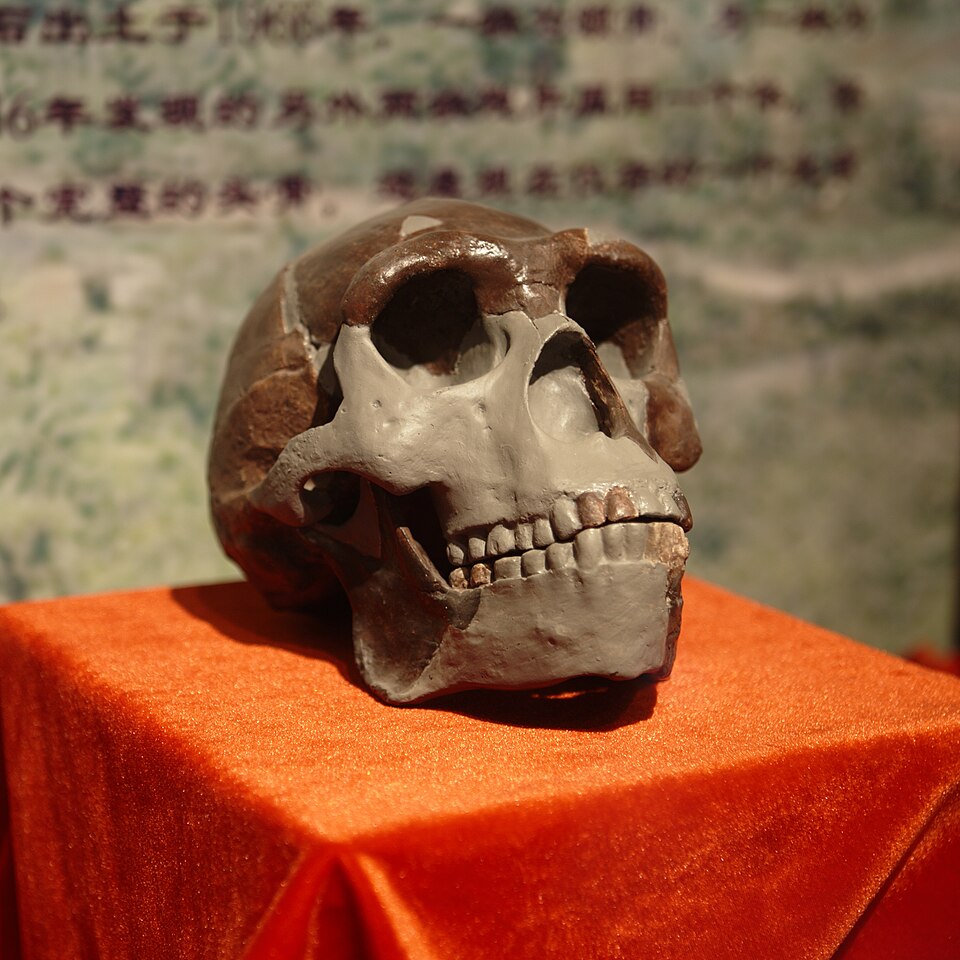 Replica of the Peking Man (Homo erectus sinensis) skull displayed at the Paleozoological Museum of China in Beijing