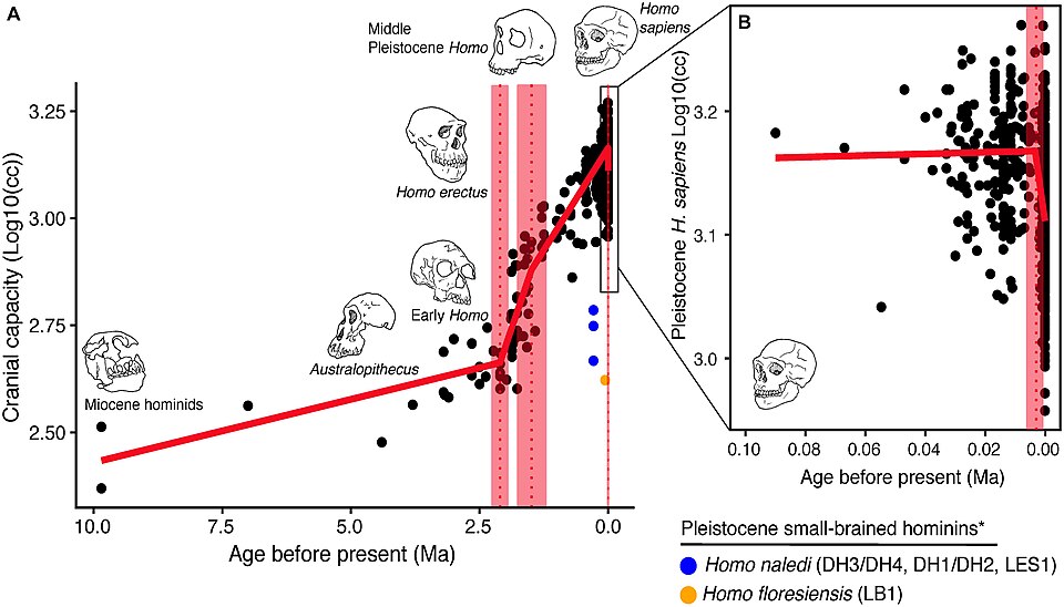 Chart showing trends in cranial capacity across the hominin fossil record, illustrating encephalization from approximately 350 cc in early hominins to 1,400 cc in Homo sapiens
