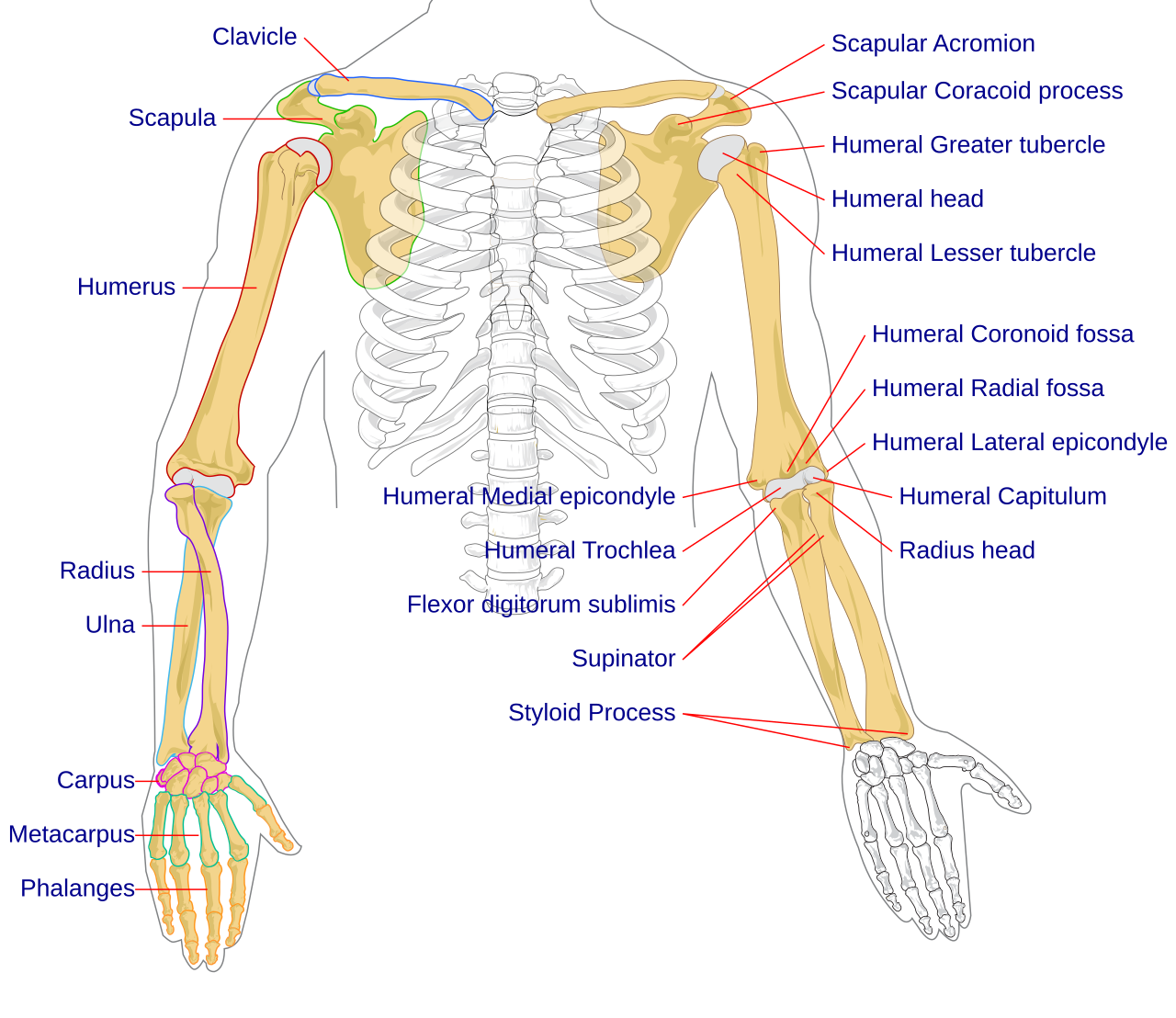 Skeletal anatomy of the human hand, showing the bones that enable precision and power grip