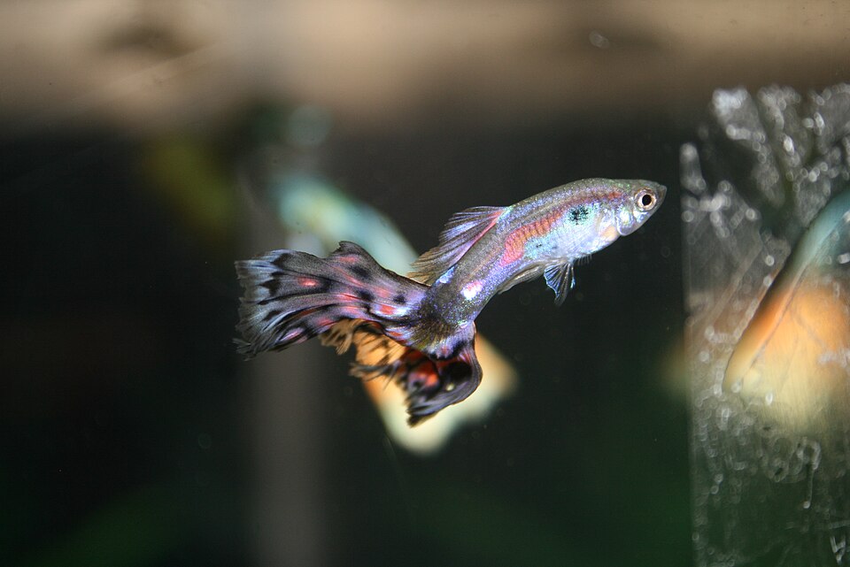 A cobra guppy (Poecilia reticulata), the species used in artificial selection experiments demonstrating the brain-gut evolutionary trade-off