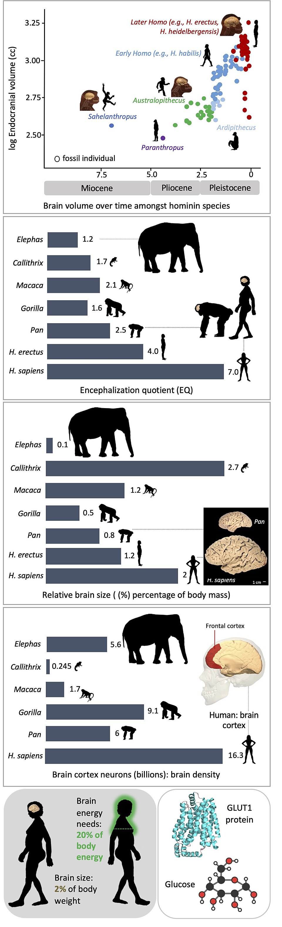 Chart showing the evolution of brain size in hominins from australopithecines to modern Homo sapiens