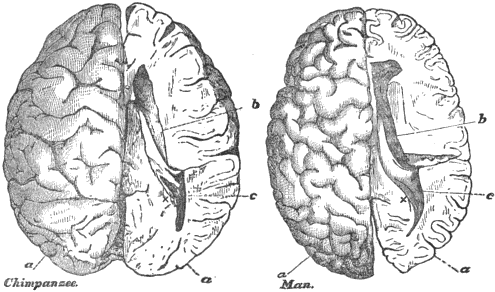 Drawing of the cerebral hemispheres of a human and a chimpanzee scaled to the same length, illustrating the relative proportions of brain regions