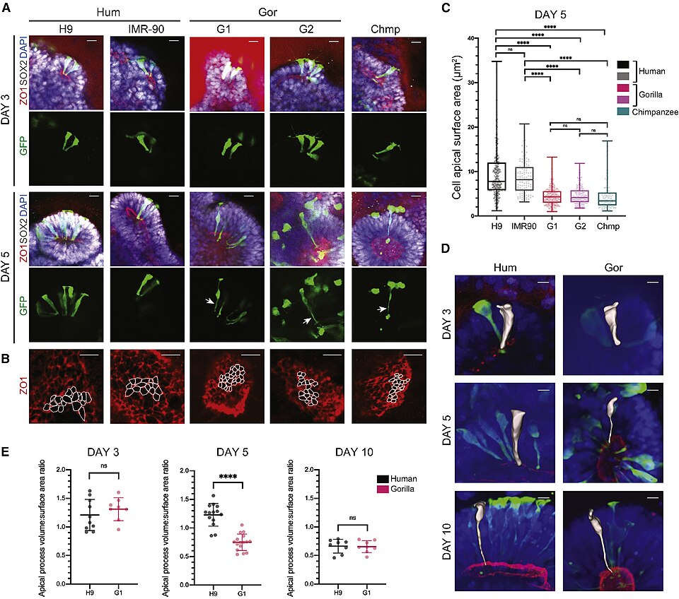Immunofluorescence images of neural progenitor cells in cerebral organoids from human, gorilla, and chimpanzee, showing species-specific differences in neuroepithelial cell morphology during early cortical development