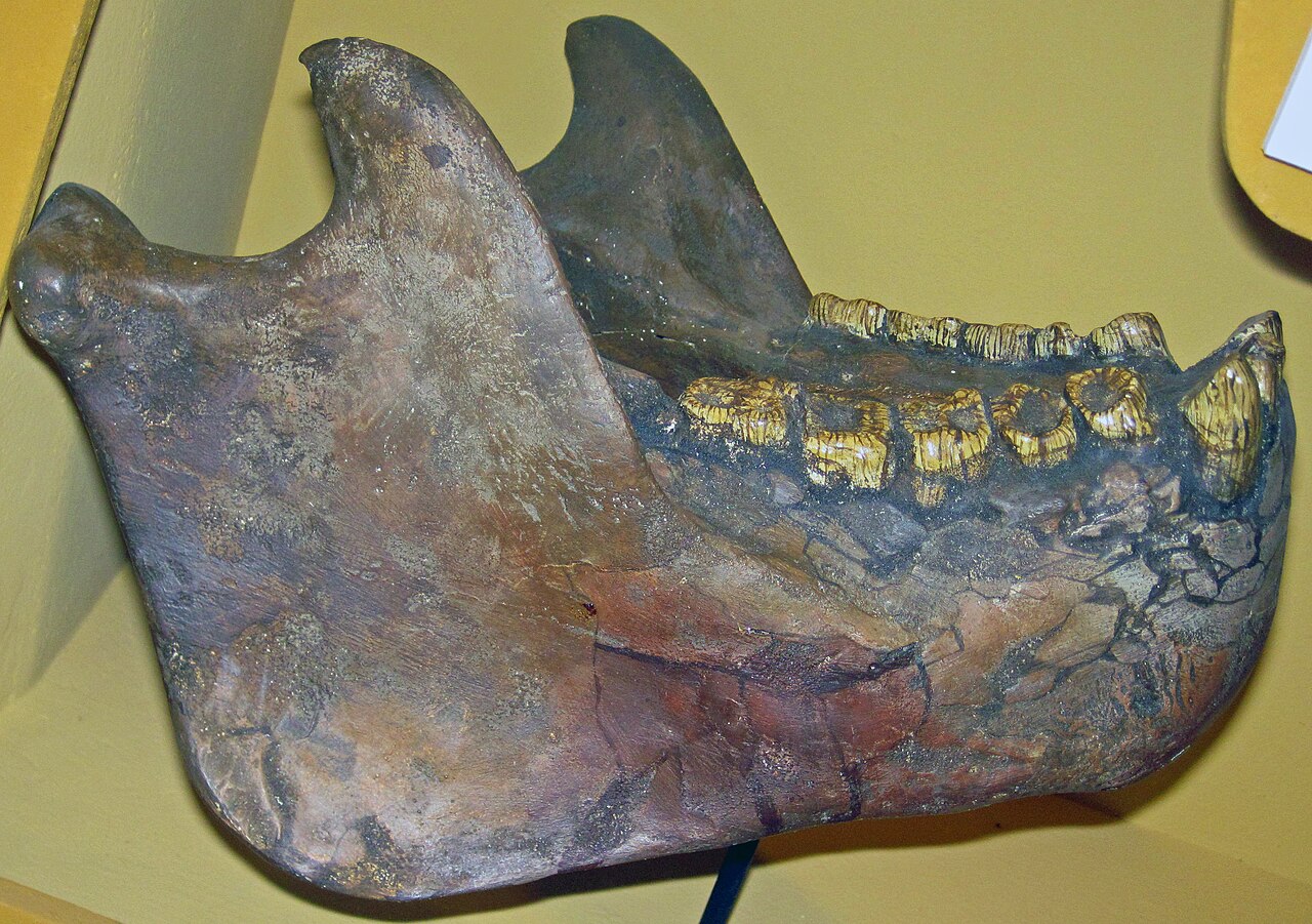 Fossil mandible of Gigantopithecus blacki, the largest known primate