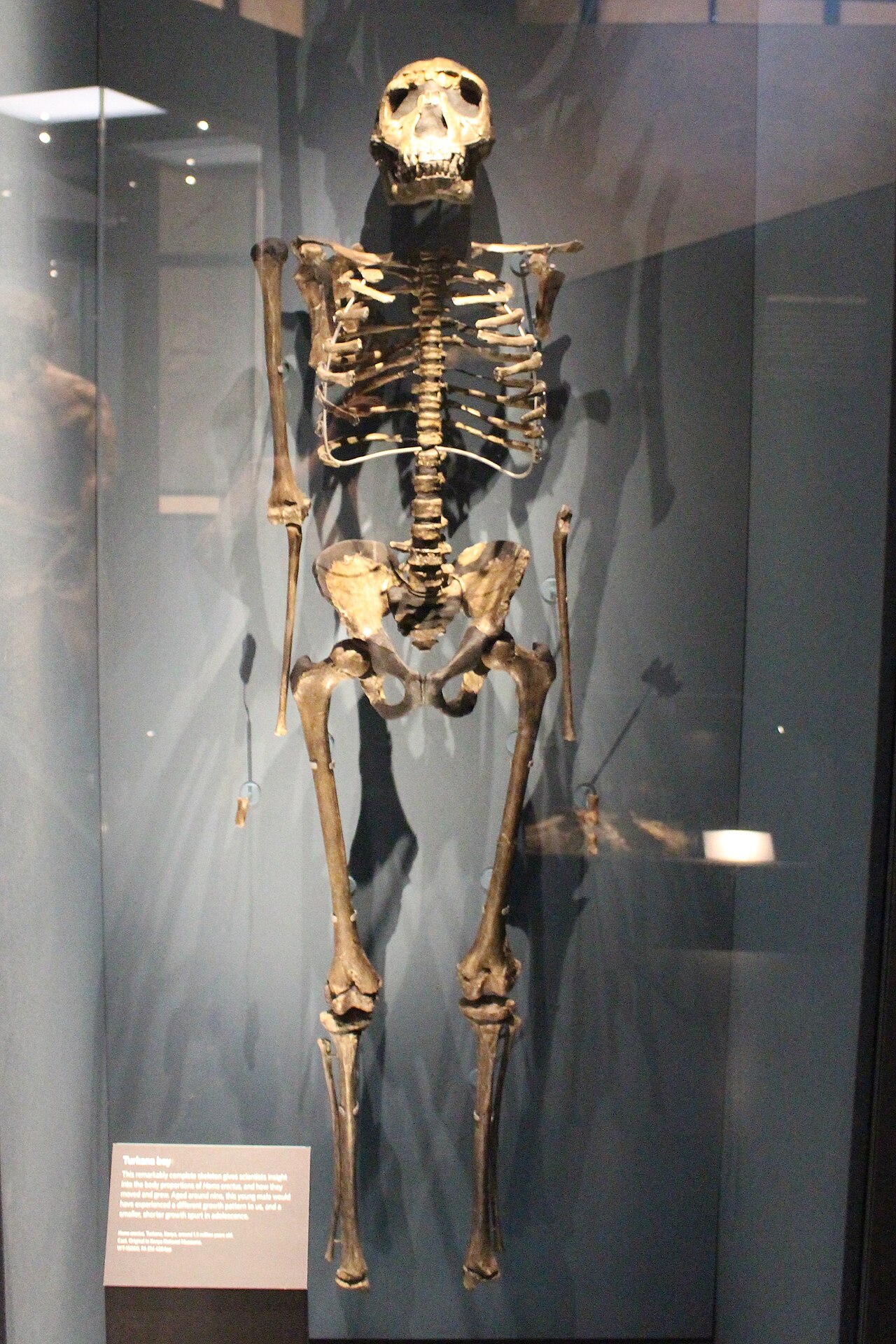 The Turkana Boy (KNM-WT 15000) skeleton, a nearly complete Homo erectus juvenile illustrating the modern body proportions achieved by early Homo