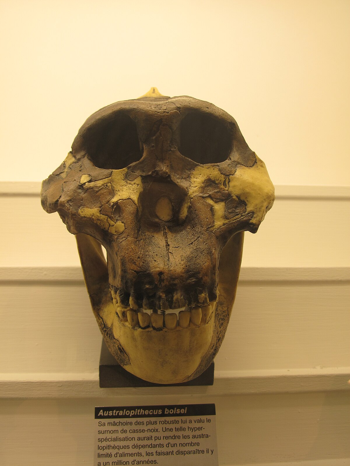 Skull of Paranthropus boisei showing its massive molars and robust jaw adapted for heavy chewing