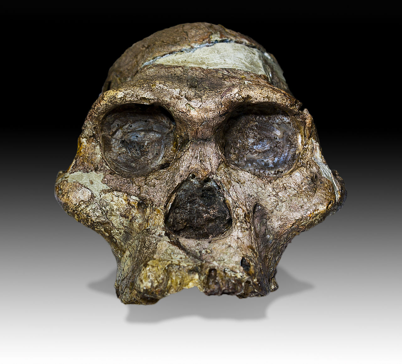 Hominin fossil teeth, the primary substrate for stable isotope analysis of ancient diets